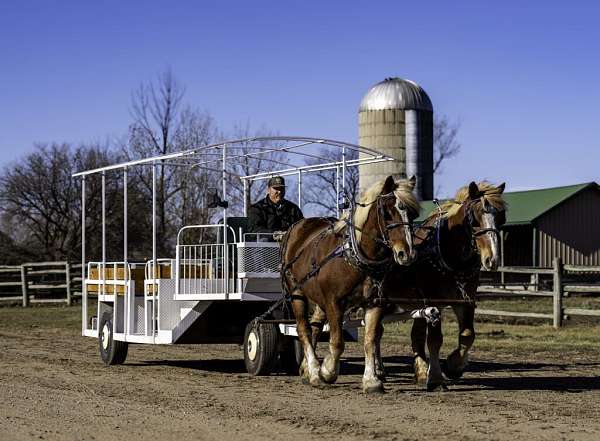 all-around-belgian-horse