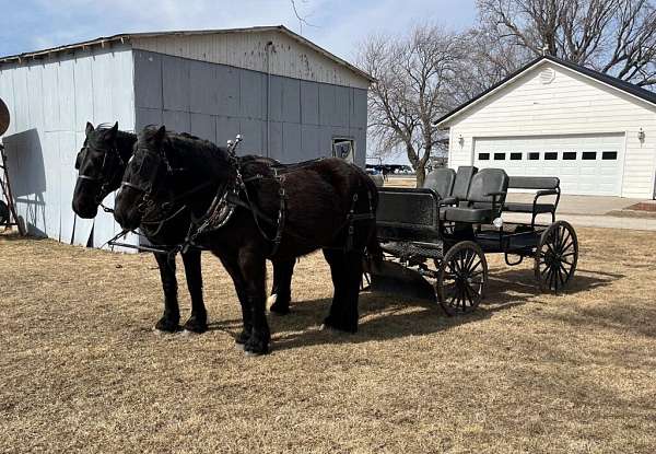 all-around-percheron-horse