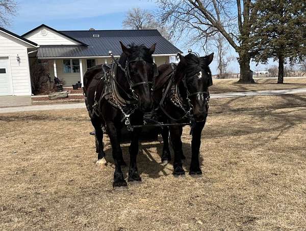 driving-percheron-horse