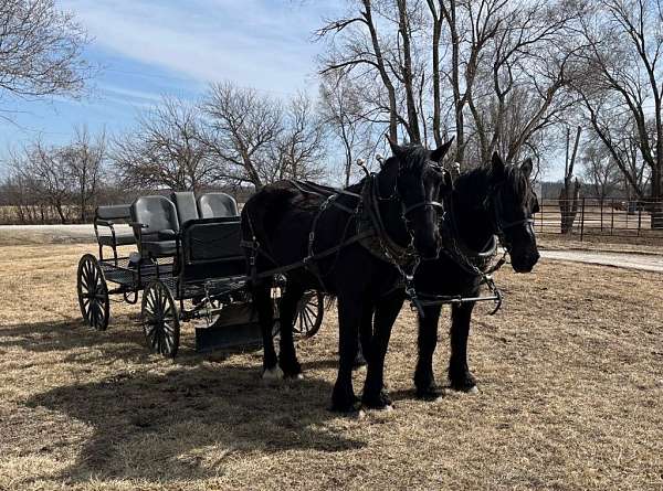 parade-percheron-horse