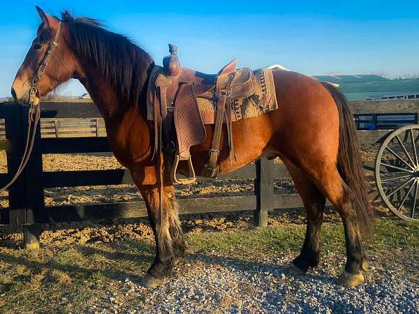 all-around-belgian-horse