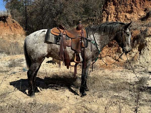 all-around-appaloosa-horse