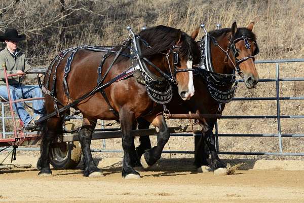 breeding-belgian-percheron-horse