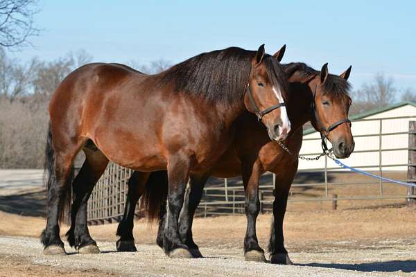 stallion-belgian-percheron-horse