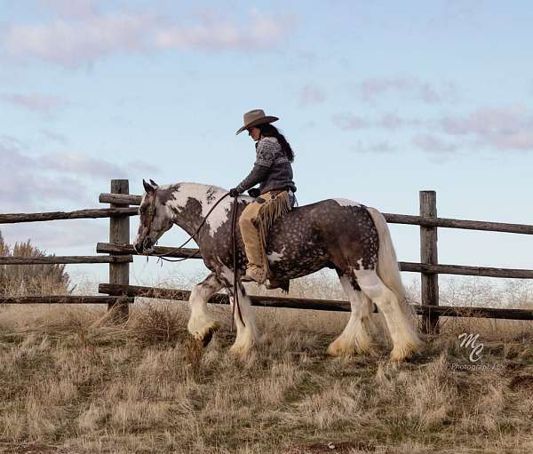 quarter-horse-draft