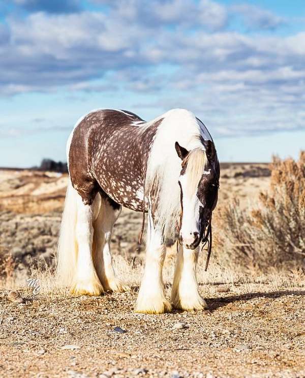 ranch-work-draft-horse