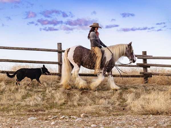 tobiano-blaze-horse