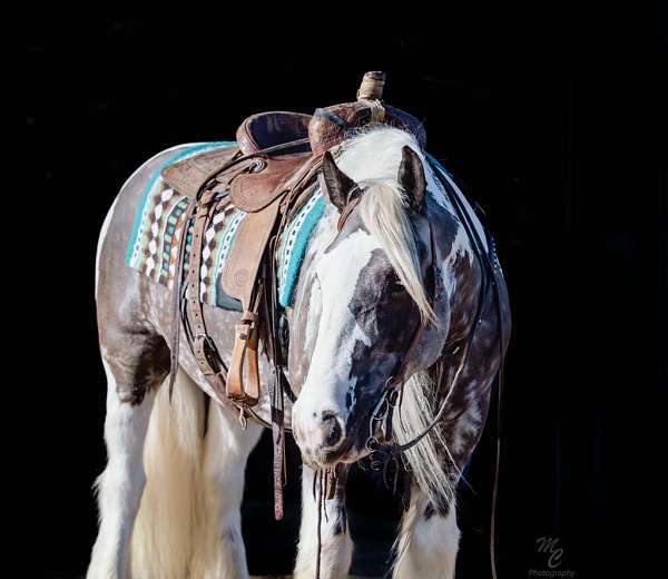 tobiano-silver-dapple-horse