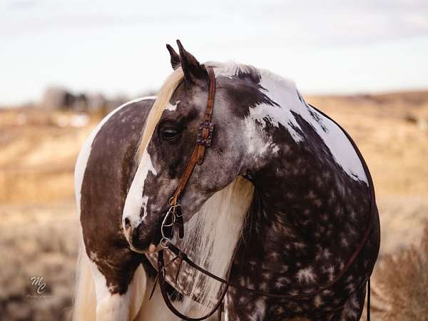 beginner-safe-draft-horse