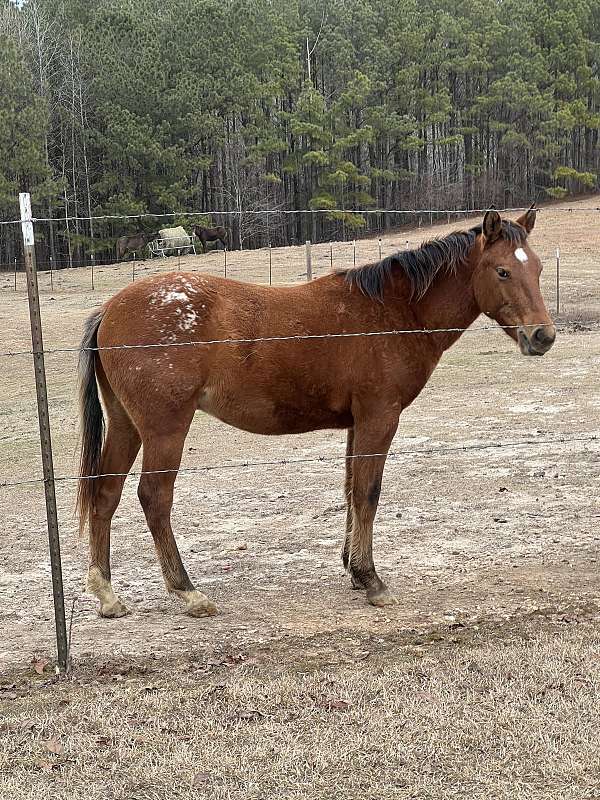 all-around-athletic-appaloosa-horse