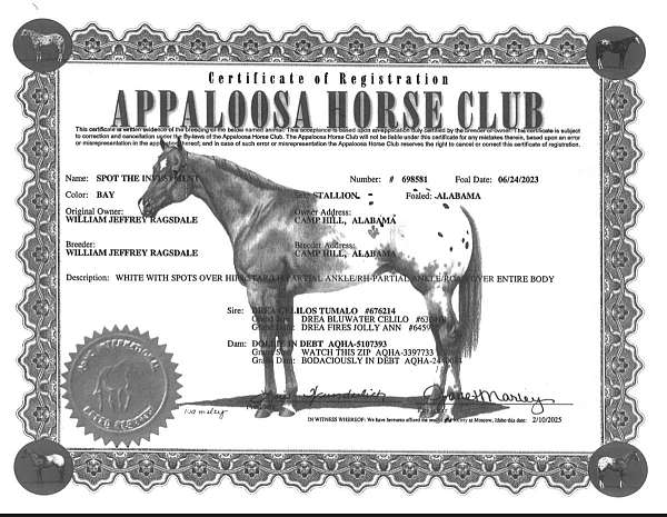 bay-appaloosa-colt