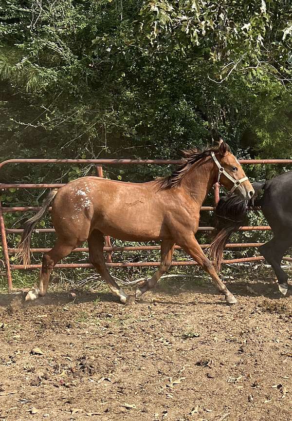 bay-all-around-athletic-horse