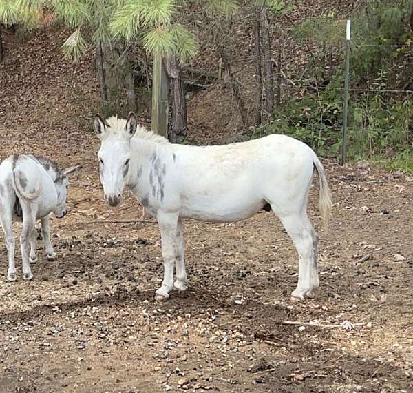 breeding-donkey