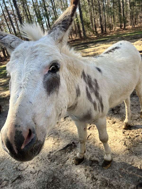 halter-broke-stallion