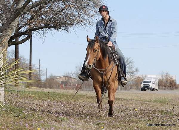 trail-quarter-horse