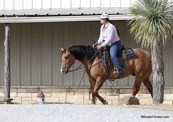 all-around-quarter-horse