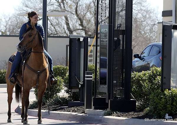 beginner-quarter-horse