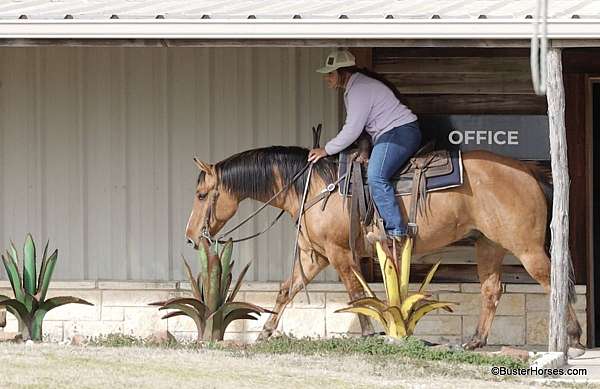 husband-safe-quarter-horse