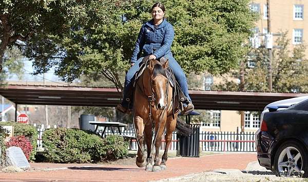 ranch-quarter-horse