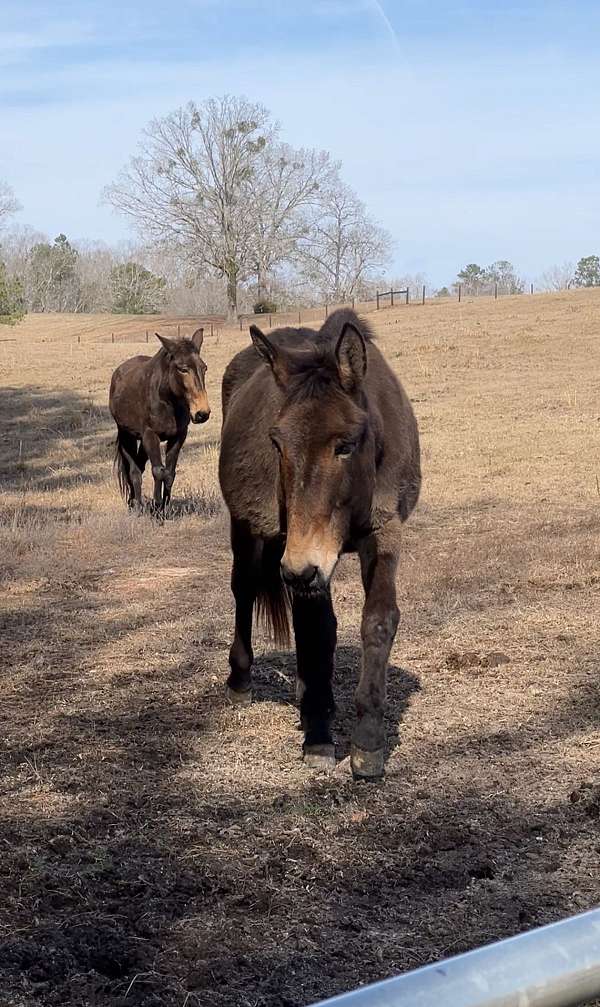 driving-mule