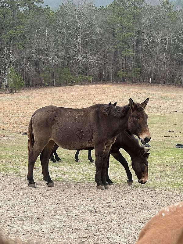 ranch-versatility-mule