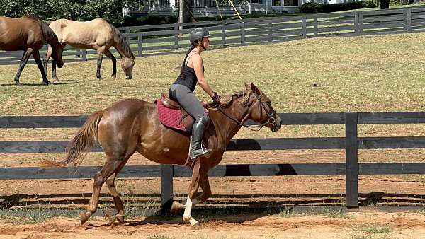 great-with-kids-quarter-pony