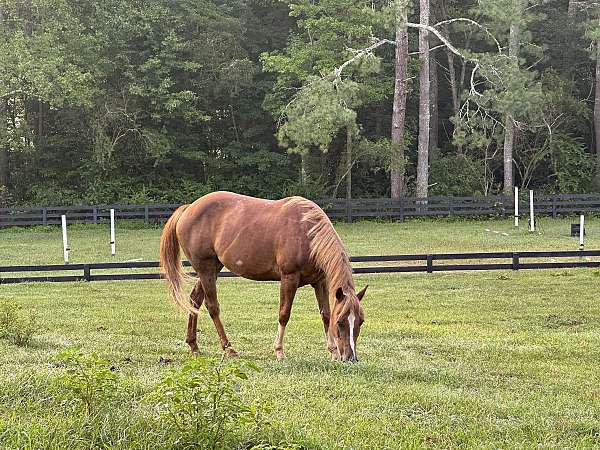 lesson-program-quarter-pony