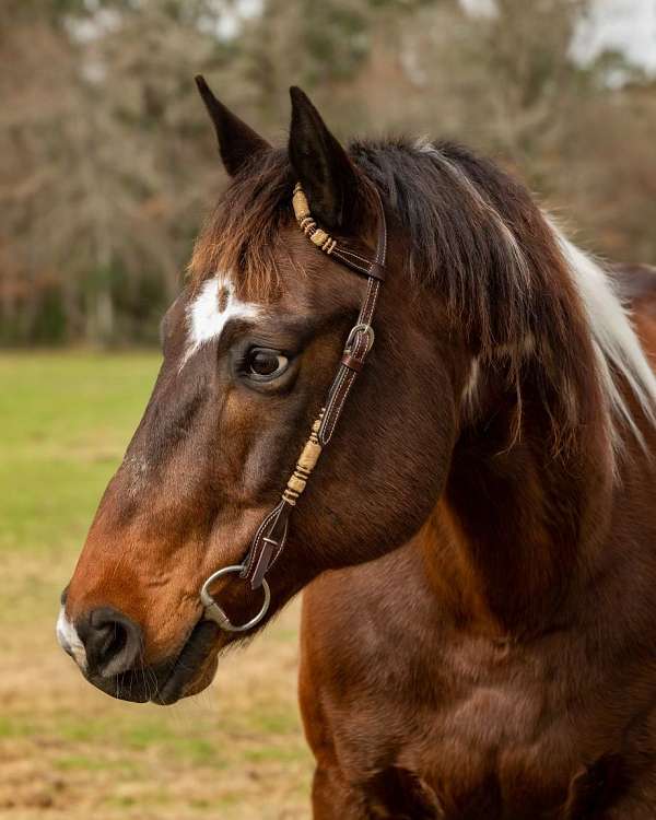 natural-horsemanship-training-paint-horse