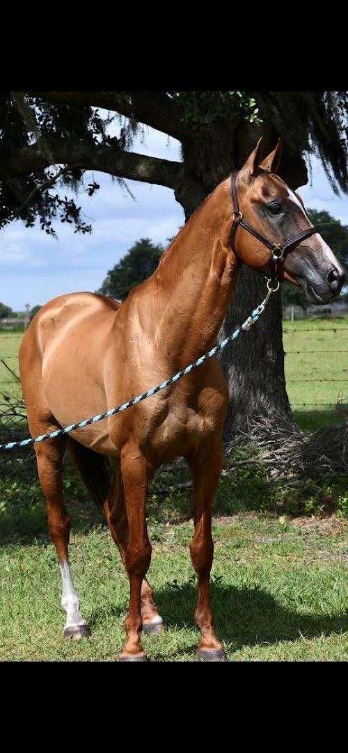 akhal-teke-akhal-teke-horse-akhal-teke