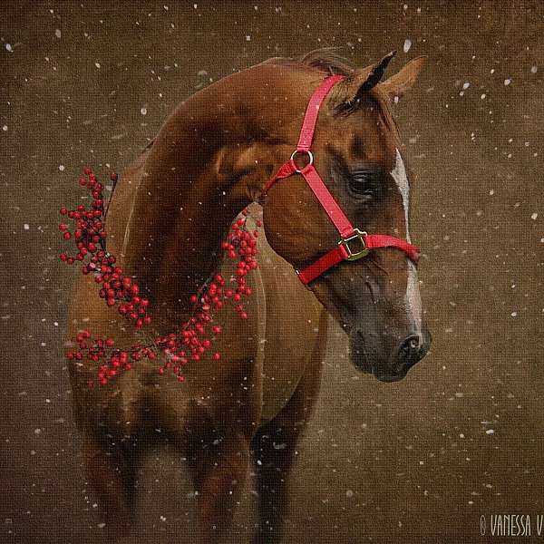 boy-akhal-teke-horse