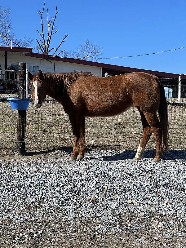 beginner-quarter-horse