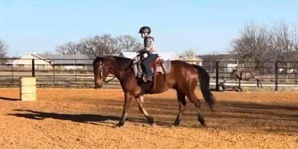 beginner-safe-quarter-horse