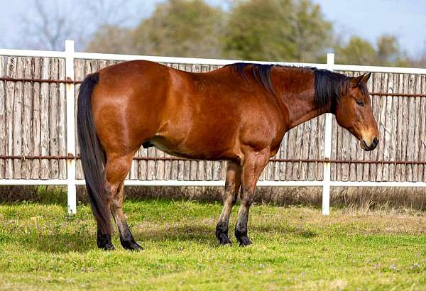 ranch-work-quarter-horse