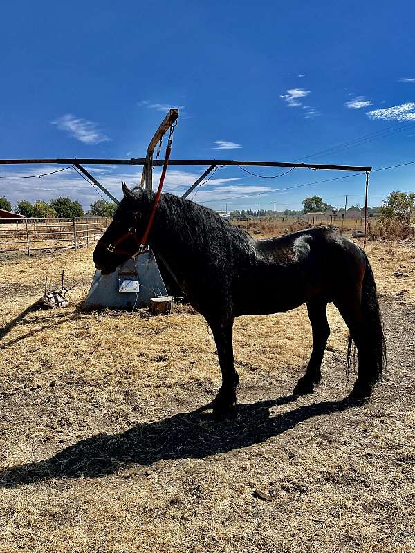 all-around-friesian-horse