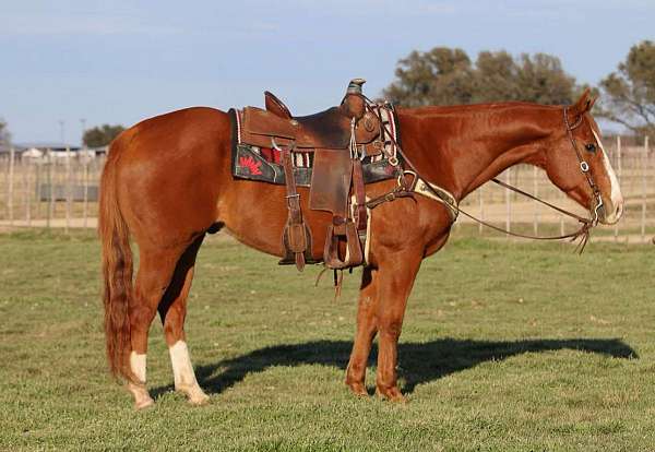 ranch-work-quarter-pony