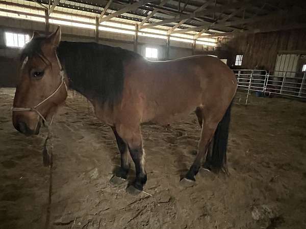 draft-horse-for-sale