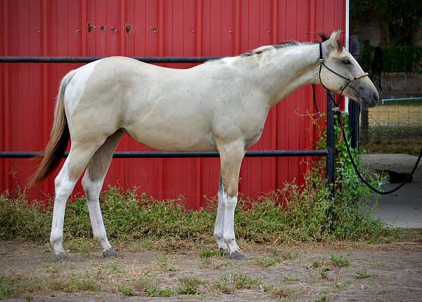 buckskin-tobiano-filly