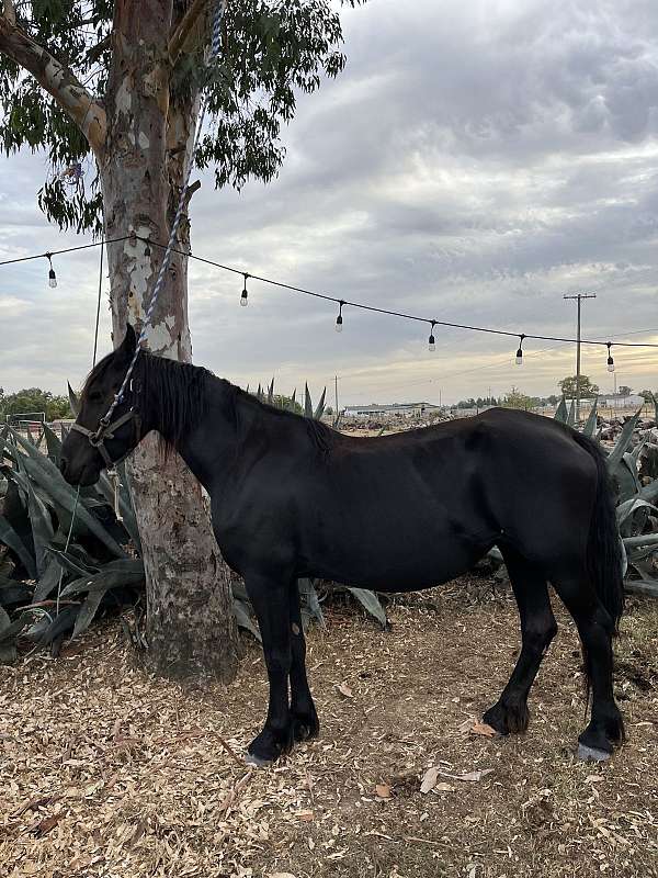 black-friesian-mare