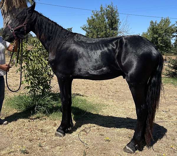 black-friesian-stallion