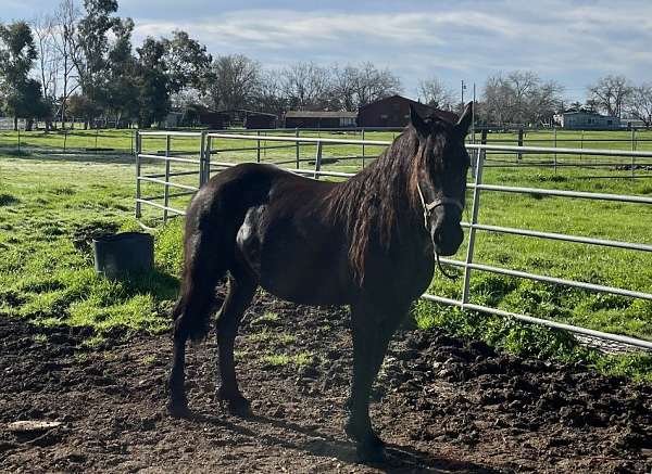 black-friesian-filly