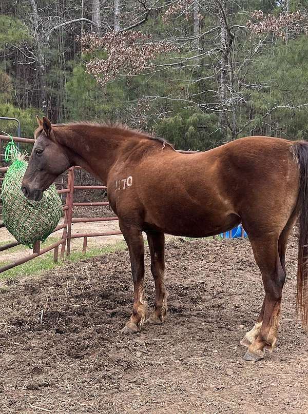 athletic-saddlebred-horse