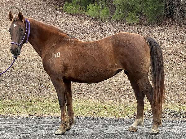 lesson-saddlebred-horse