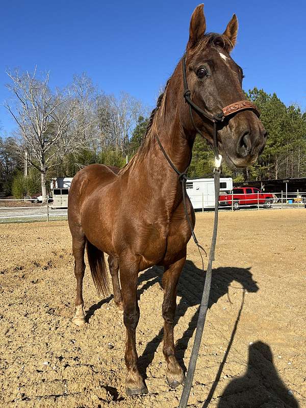 performance-saddlebred-horse