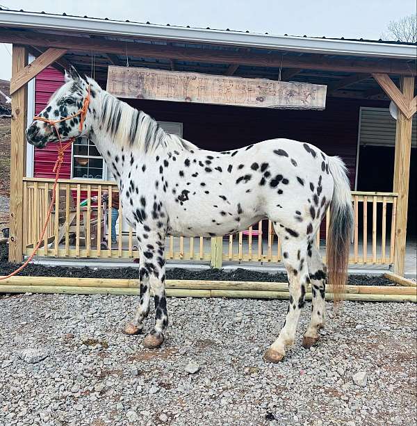 appaloosa-mare