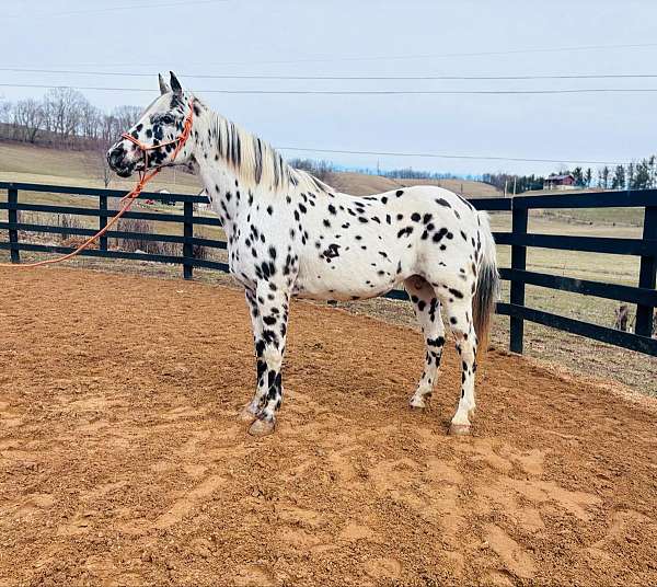 appaloosa-horse-for-sale