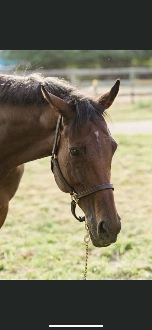 companion-thoroughbred-horse