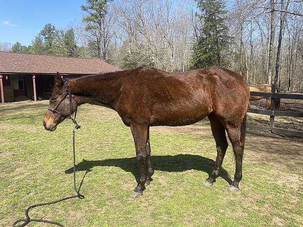 breeding-thoroughbred-horse