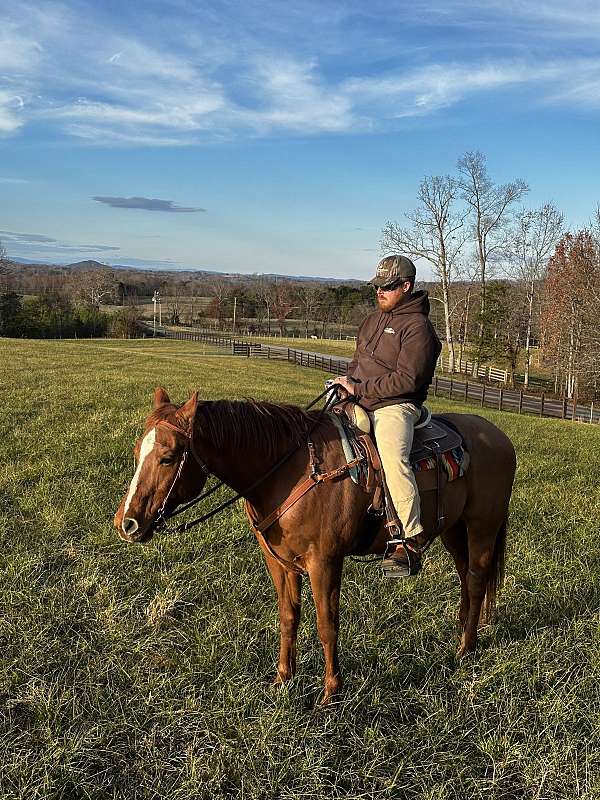 quarter-horse-gelding