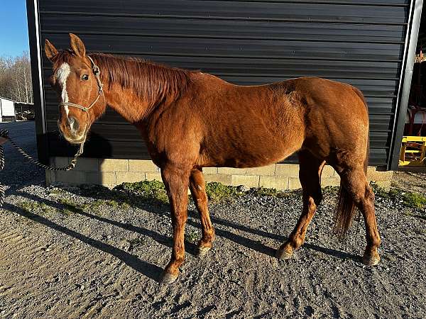 quarter-horse-for-sale