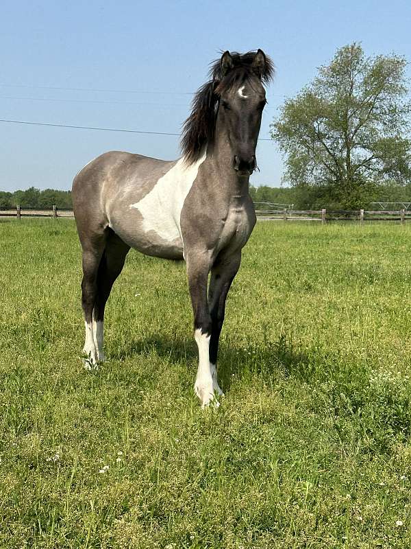 grulla-friesian